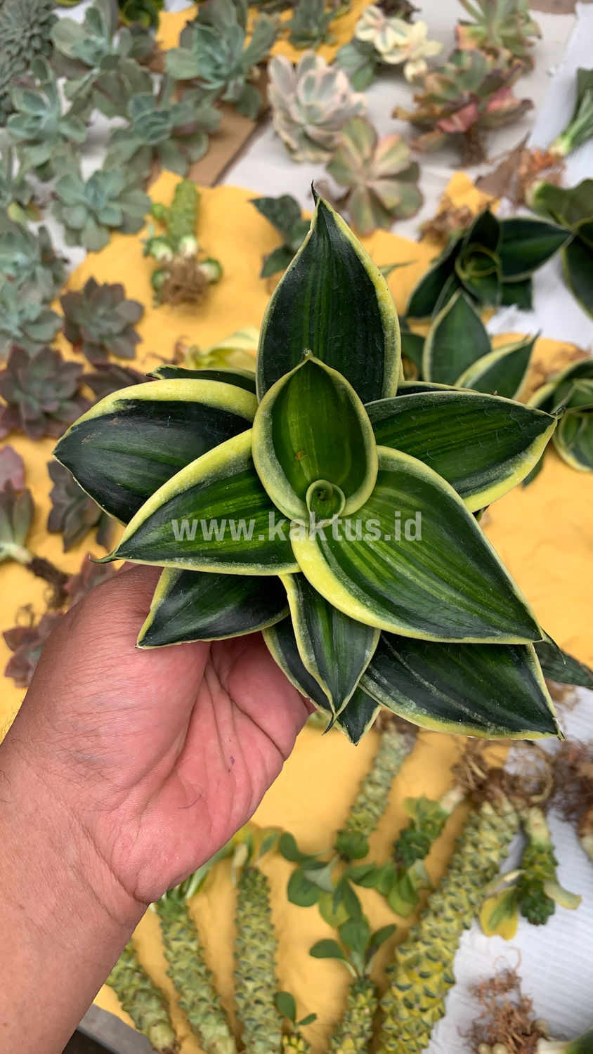 567. Sansevieria Pagoda Variegated - Image 3