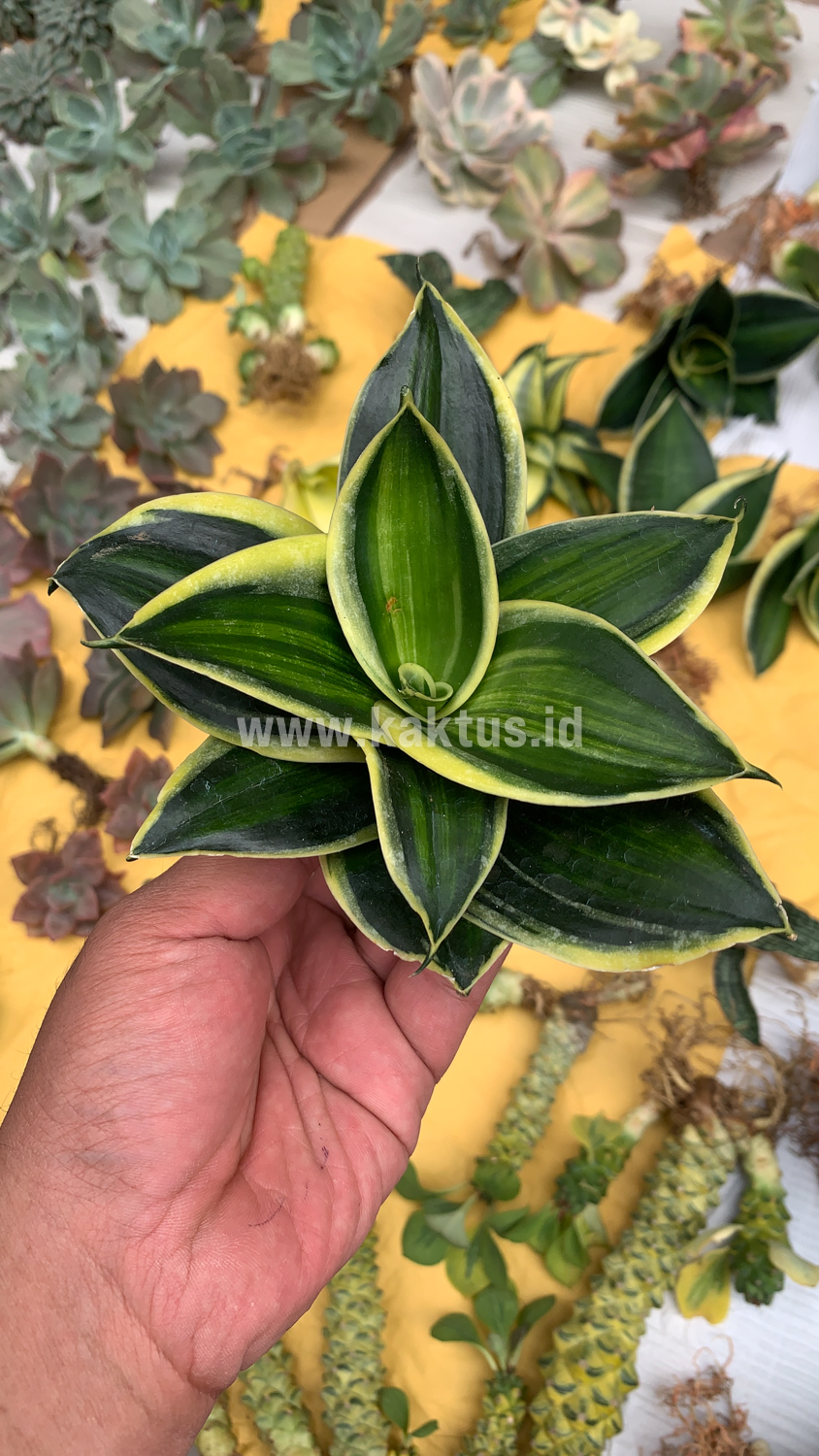 567. Sansevieria Pagoda Variegated - Image 5