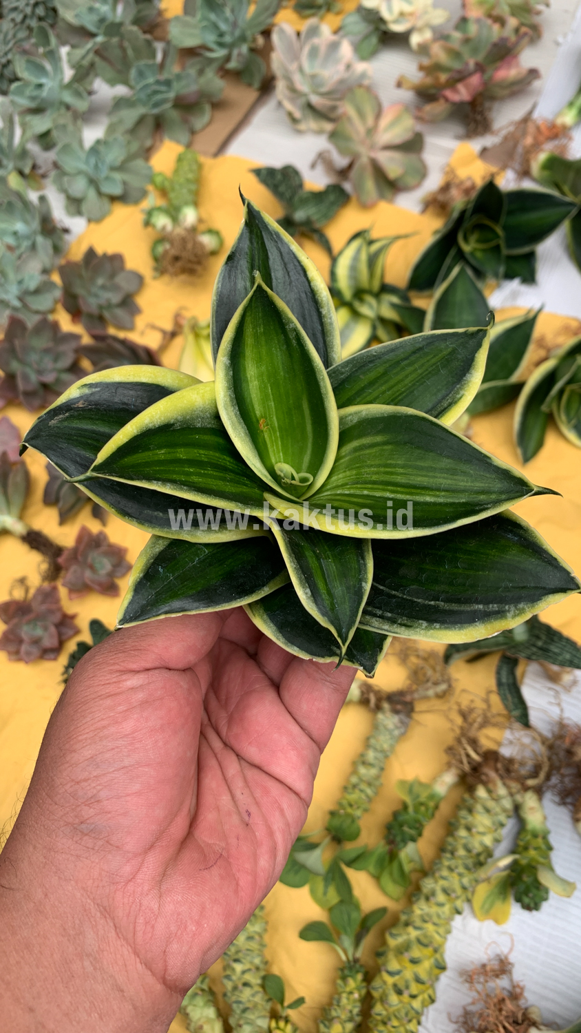 567. Sansevieria Pagoda Variegated - Image 6