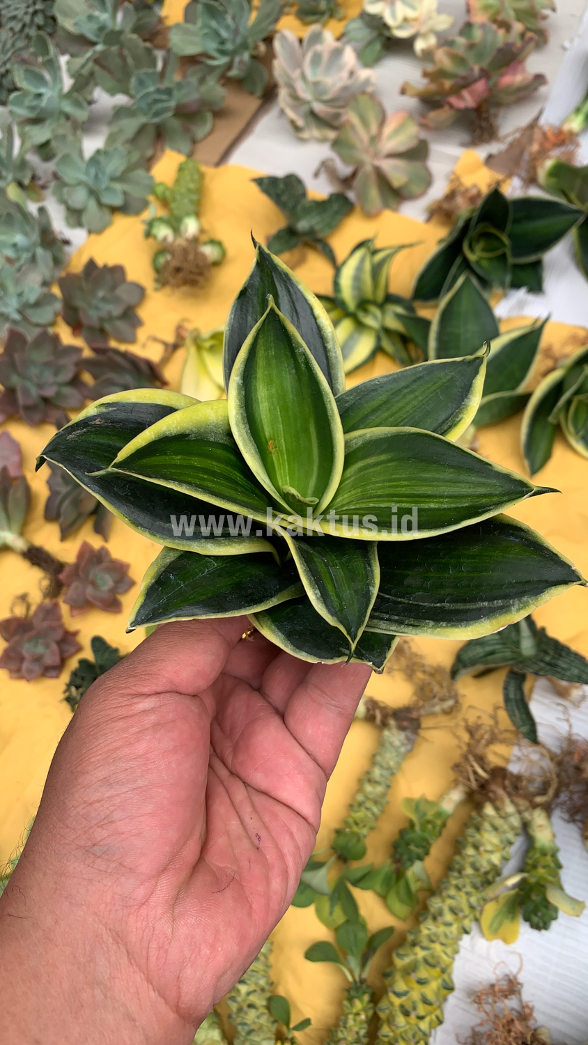 567. Sansevieria Pagoda Variegated - Image 7
