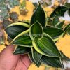 567. Sansevieria Pagoda Variegated