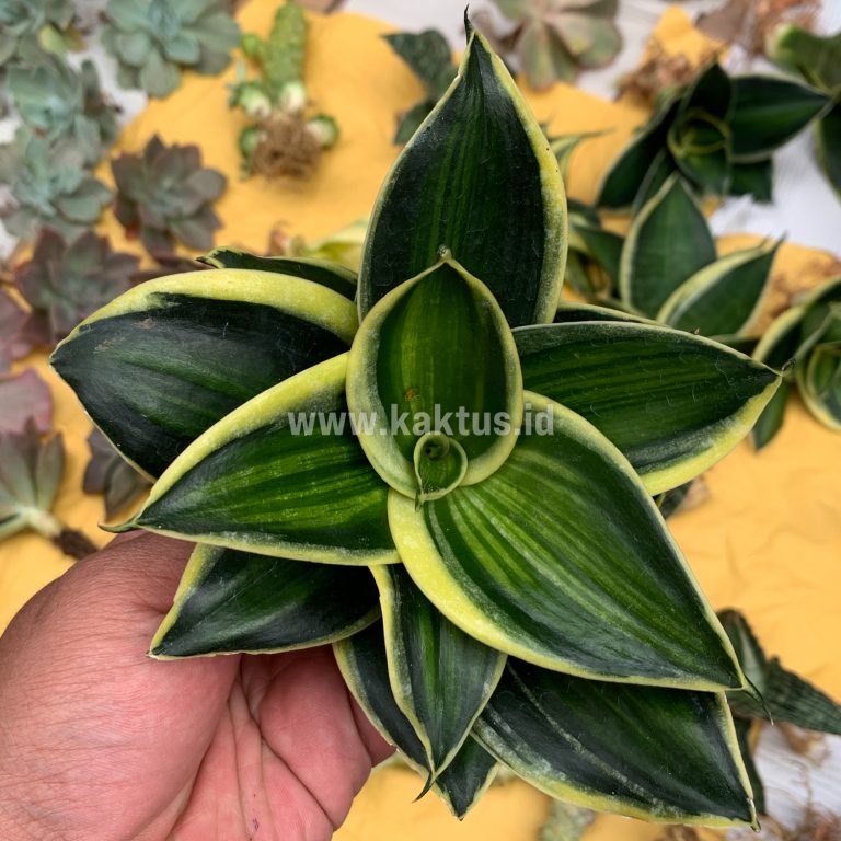 567. Sansevieria Pagoda Variegated