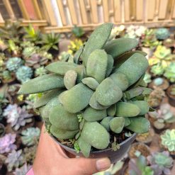 Alternative view of 600. Gasteria Glomerata Cluster