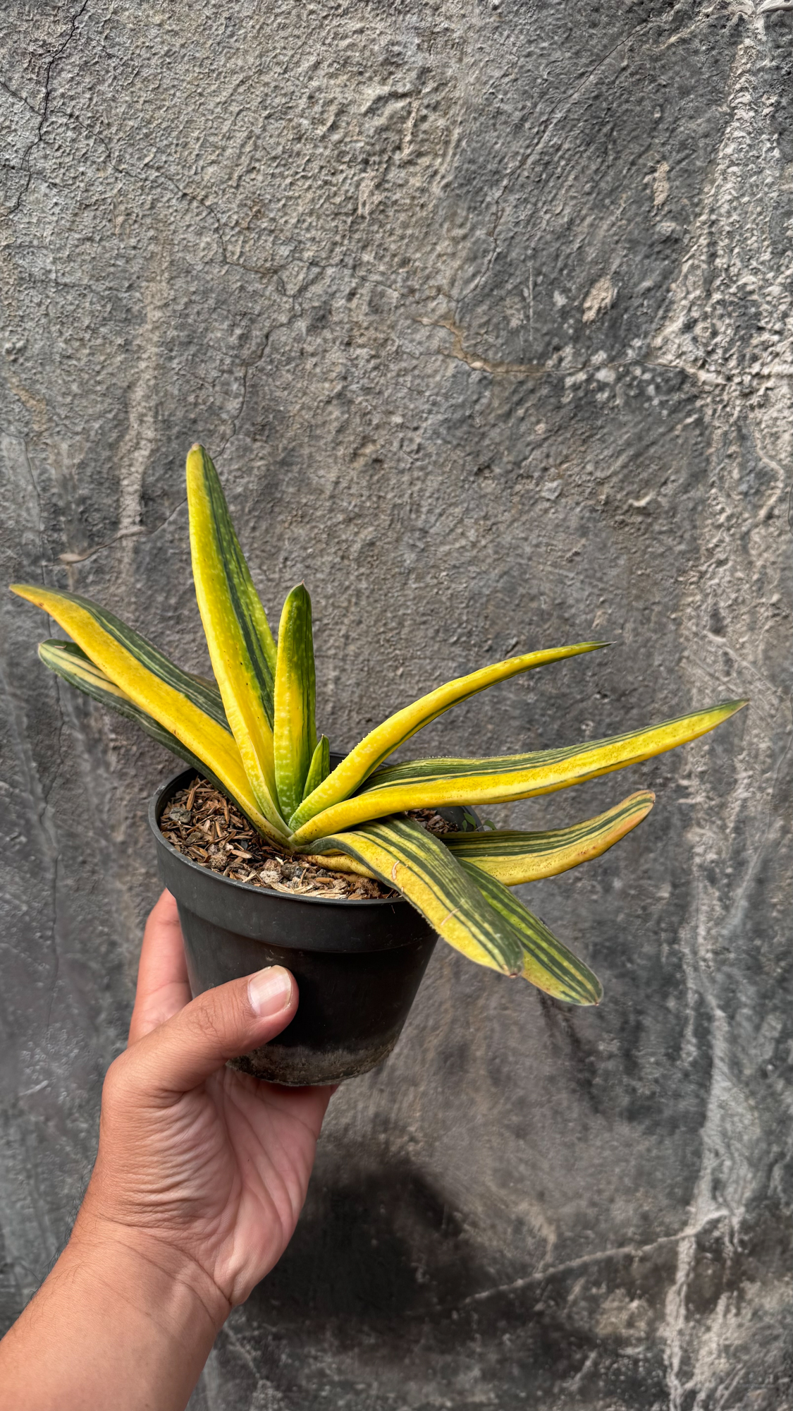 601. Gasteria Acinacifolia Golden Variegated Size 30 Cm - Image 5