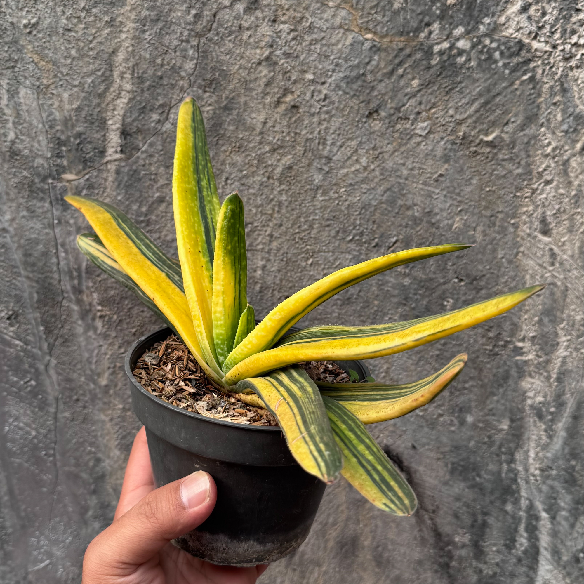601. Gasteria Acinacifolia Golden Variegated Size 30 Cm - Image 4
