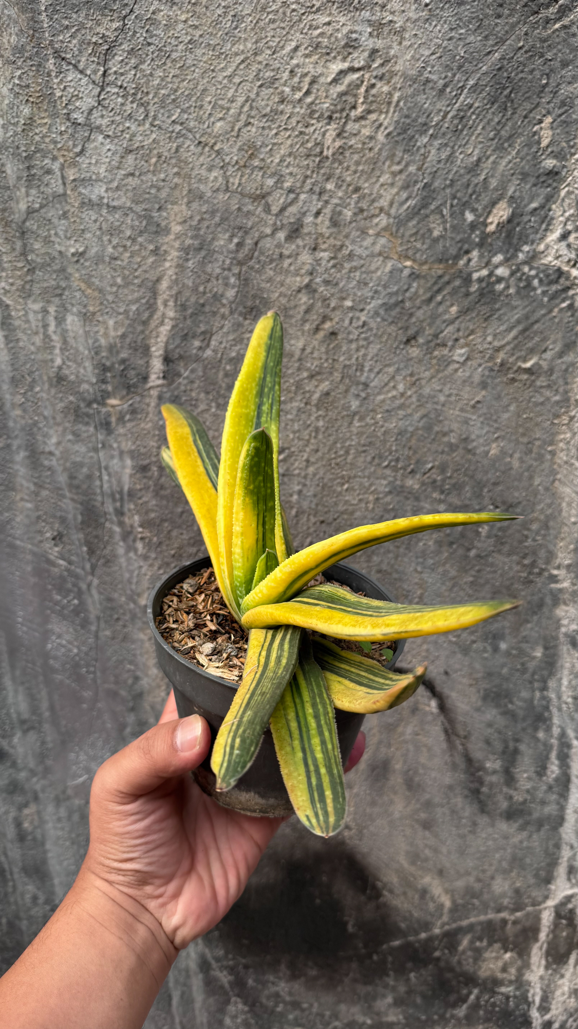 601. Gasteria Acinacifolia Golden Variegated Size 30 Cm - Image 3