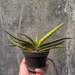 Alternative view of 601. Gasteria Acinacifolia Golden Variegated Size 30 Cm