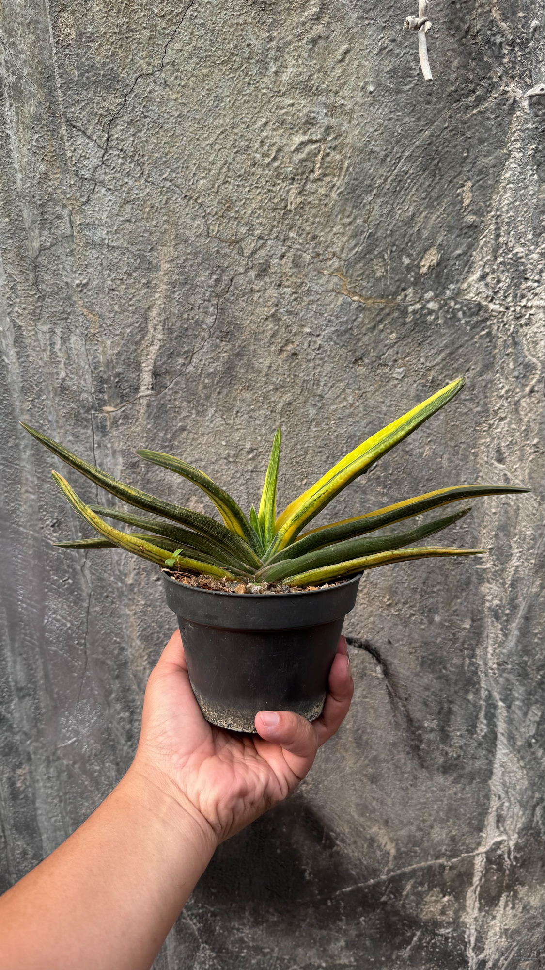 601. Gasteria Acinacifolia Golden Variegated Size 30 Cm - Image 2
