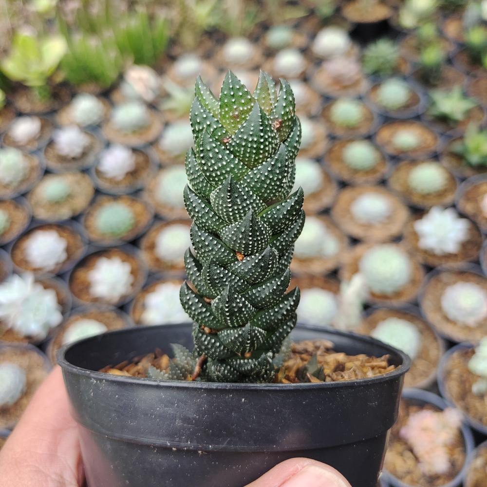 602. Haworthia Reinwardtii African Pearls - Image 4