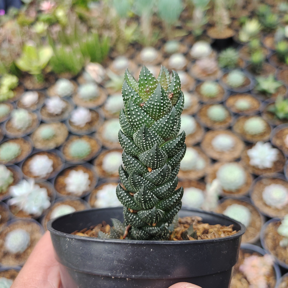 602. Haworthia Reinwardtii African Pearls - Image 3