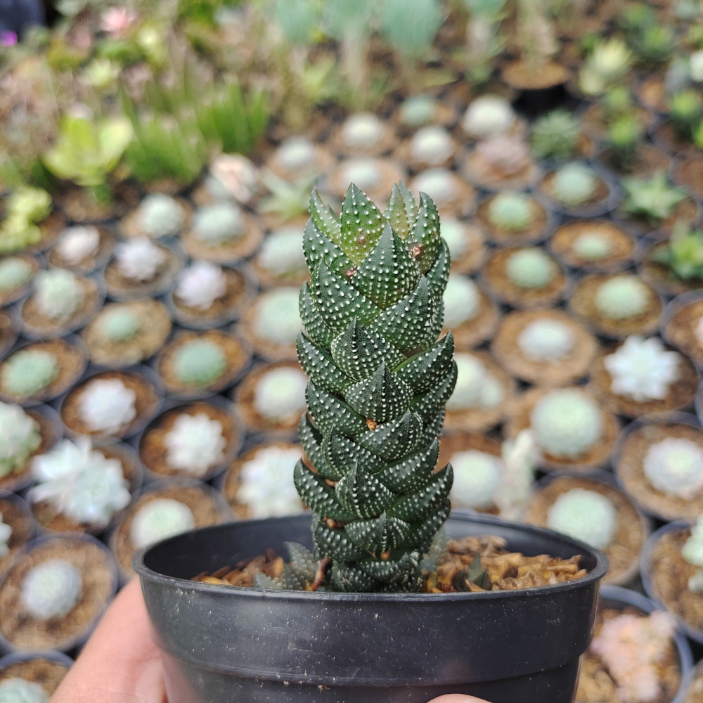 602. Haworthia Reinwardtii African Pearls - Image 5