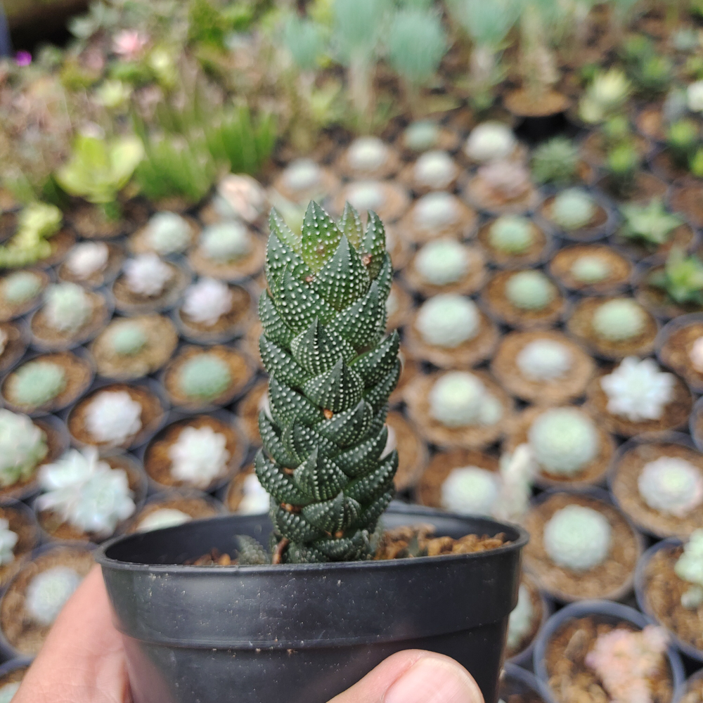 602. Haworthia Reinwardtii African Pearls - Image 6