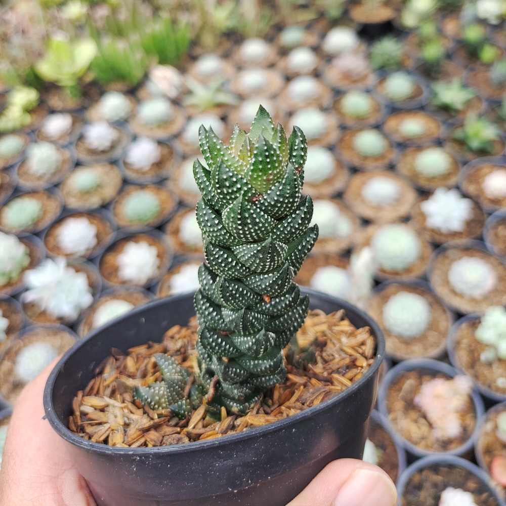 602. Haworthia Reinwardtii African Pearls - Image 2