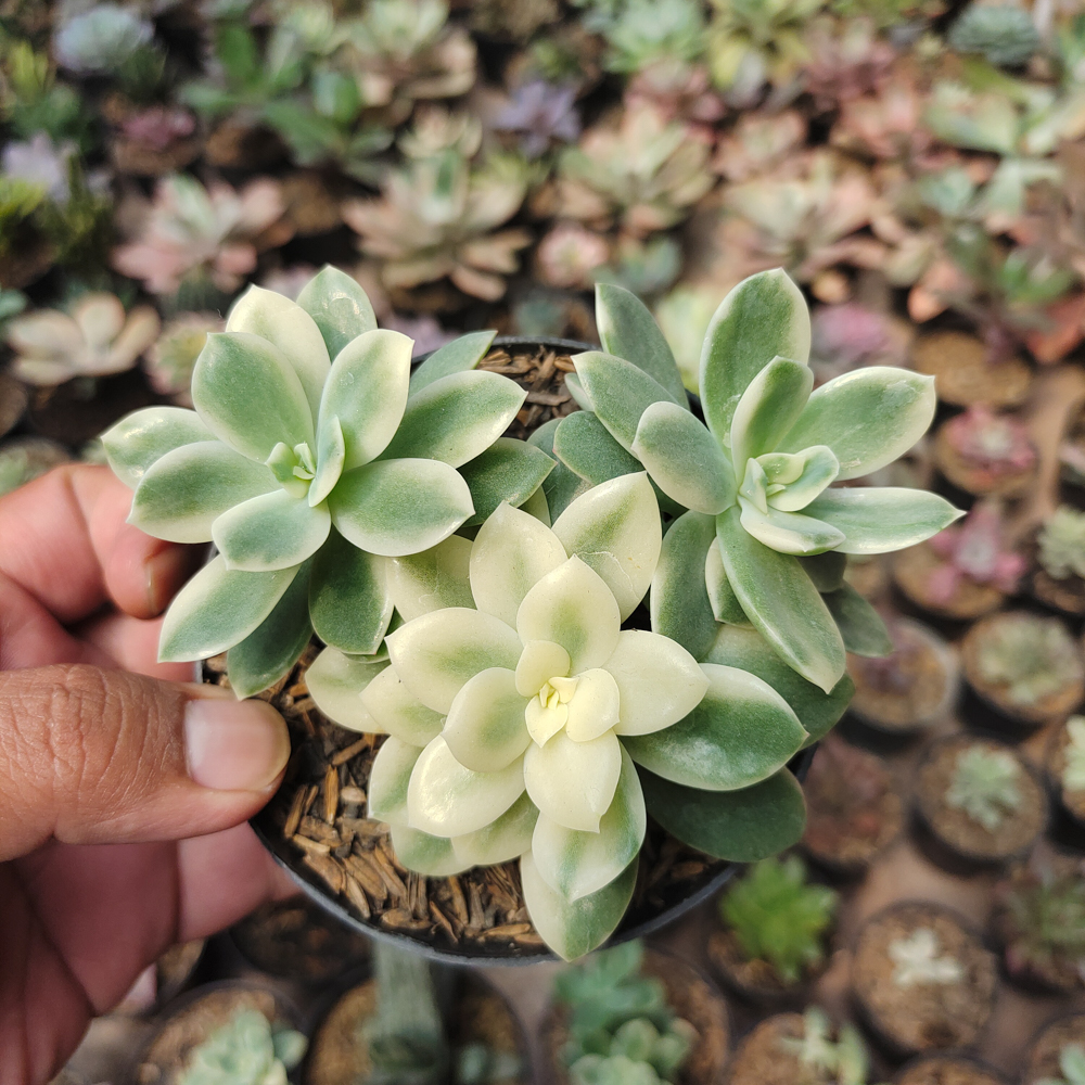 604. Echeveria Lemon Lime Variegated Cluster - Image 6
