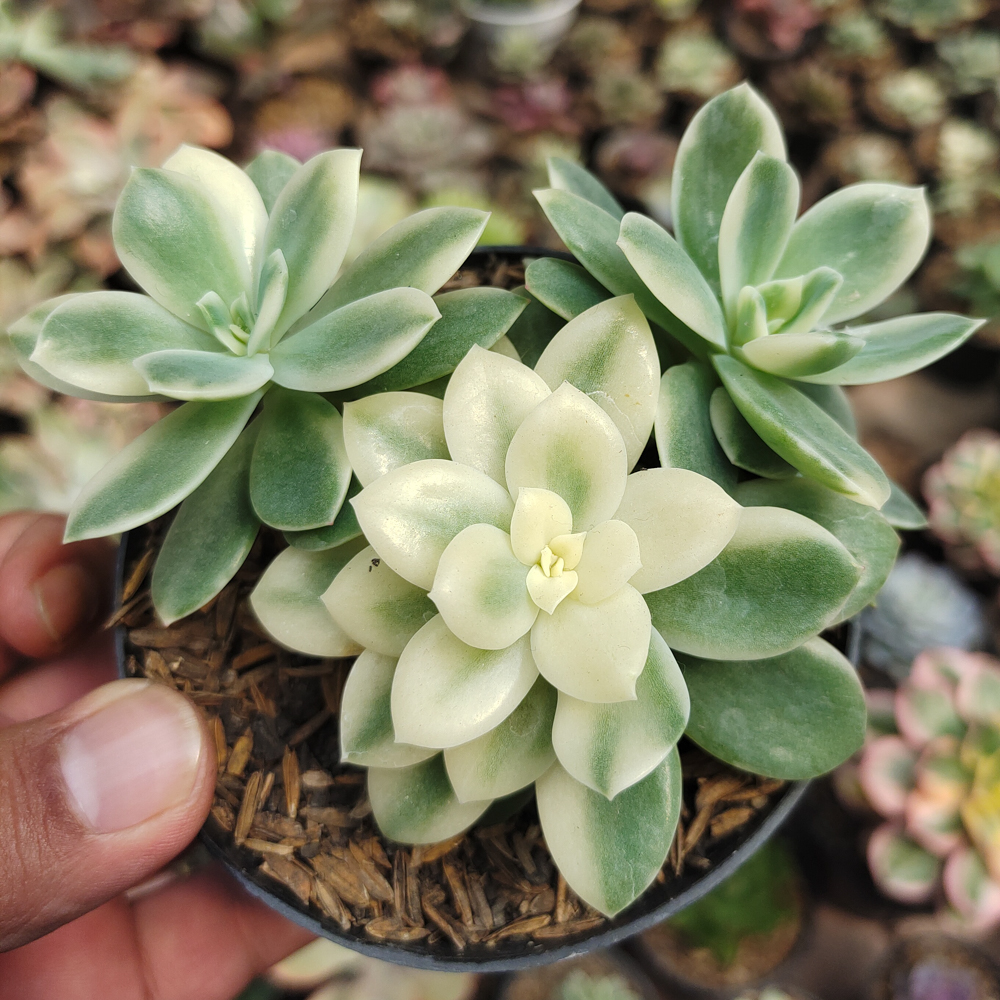 604. Echeveria Lemon Lime Variegated Cluster - Image 2