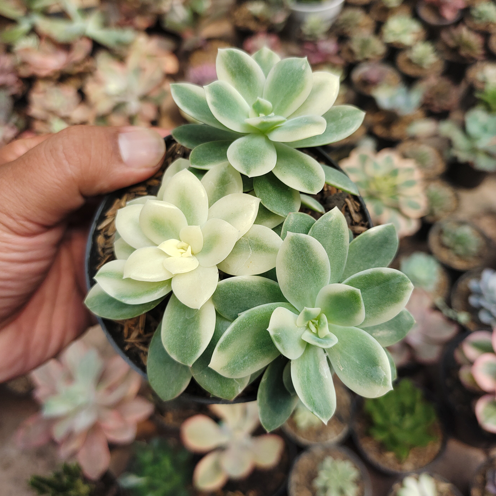 604. Echeveria Lemon Lime Variegated Cluster - Image 9