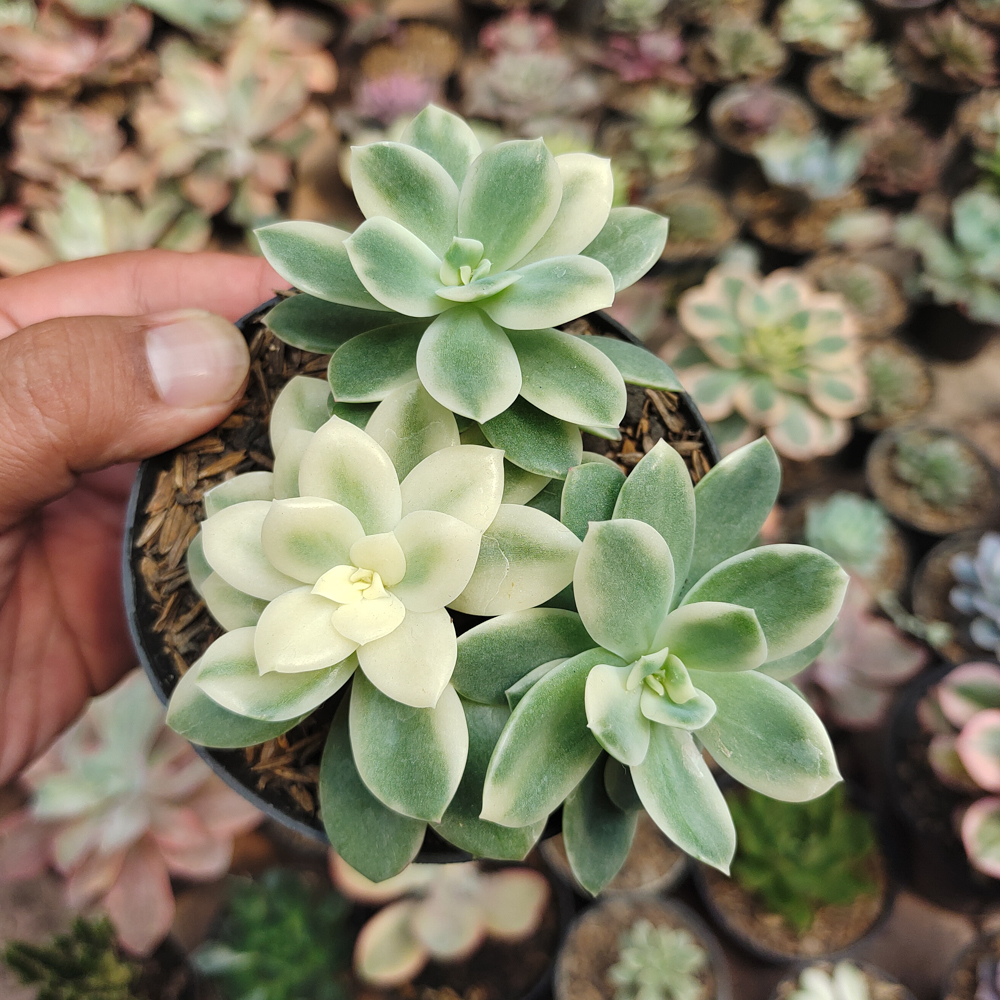 604. Echeveria Lemon Lime Variegated Cluster - Image 11