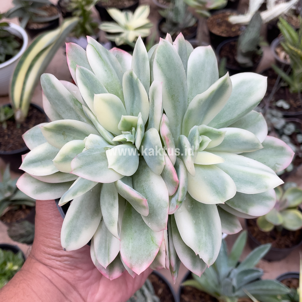 604. Echeveria Lemon Lime Variegated Cluster - Image 5