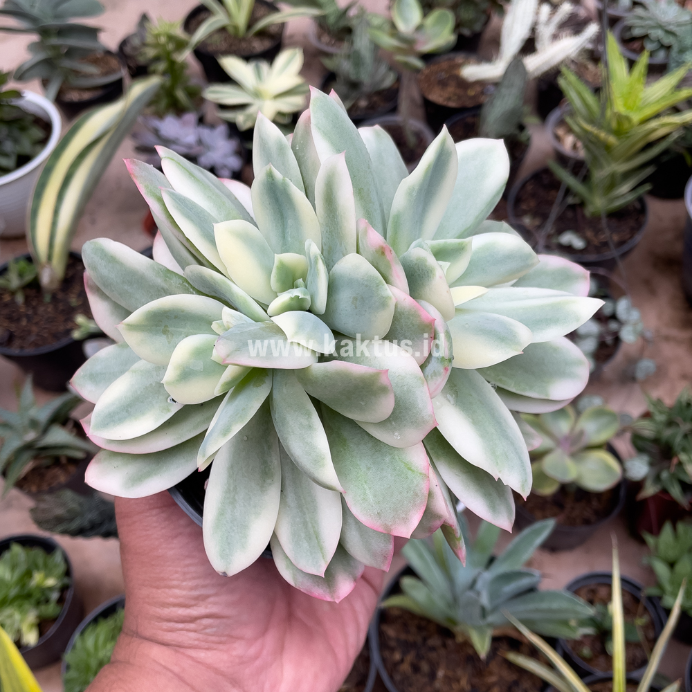 604. Echeveria Lemon Lime Variegated Cluster - Image 8