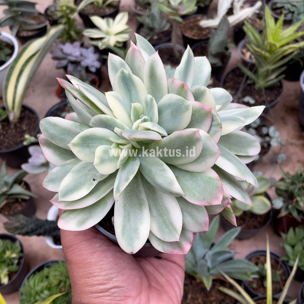 604. Echeveria Lemon Lime Variegated Cluster - Image 3