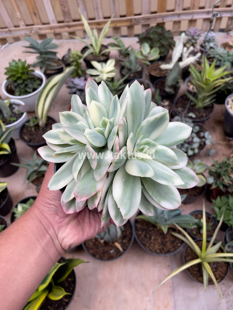 604. Echeveria Lemon Lime Variegated Cluster - Image 10