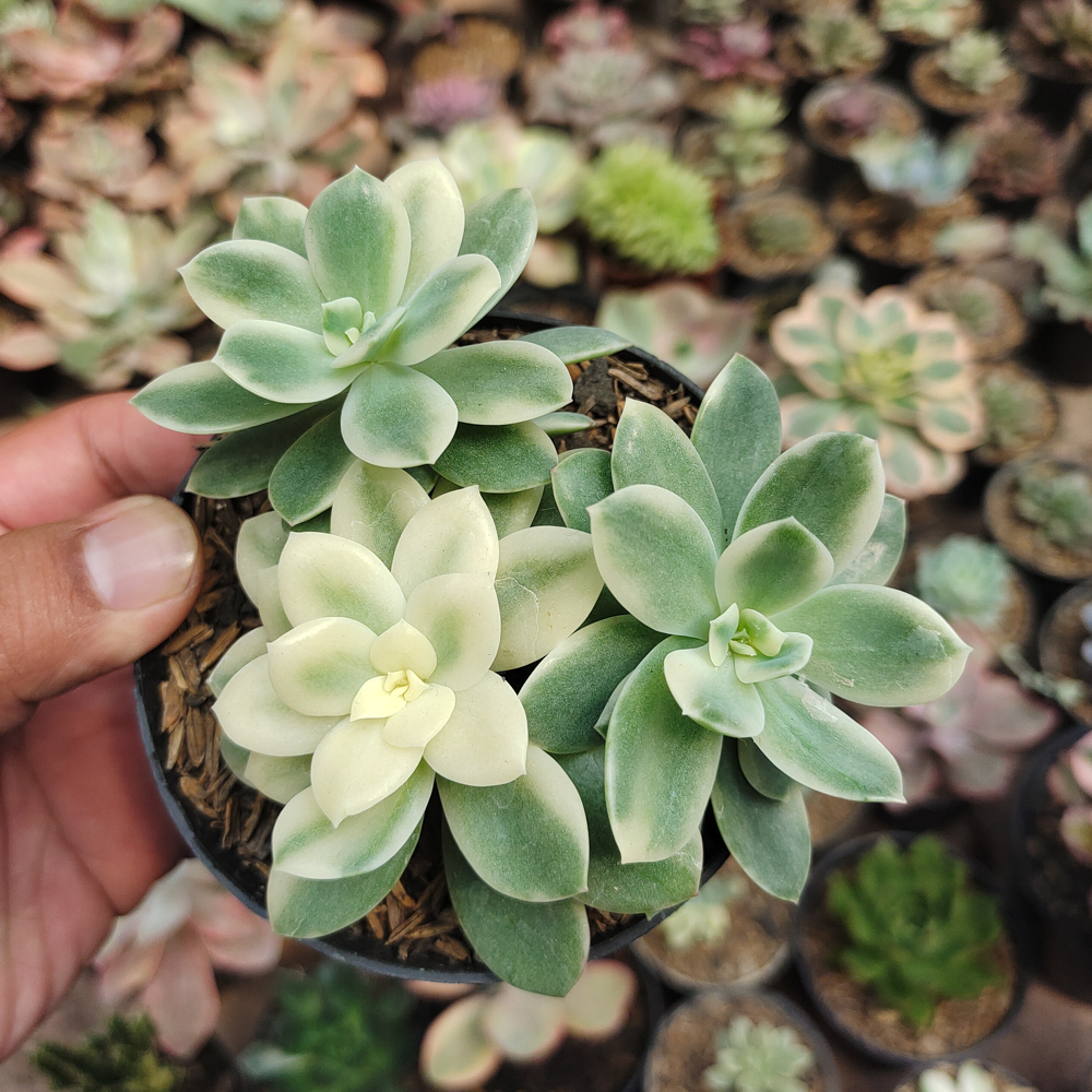 604. Echeveria Lemon Lime Variegated Cluster - Image 4