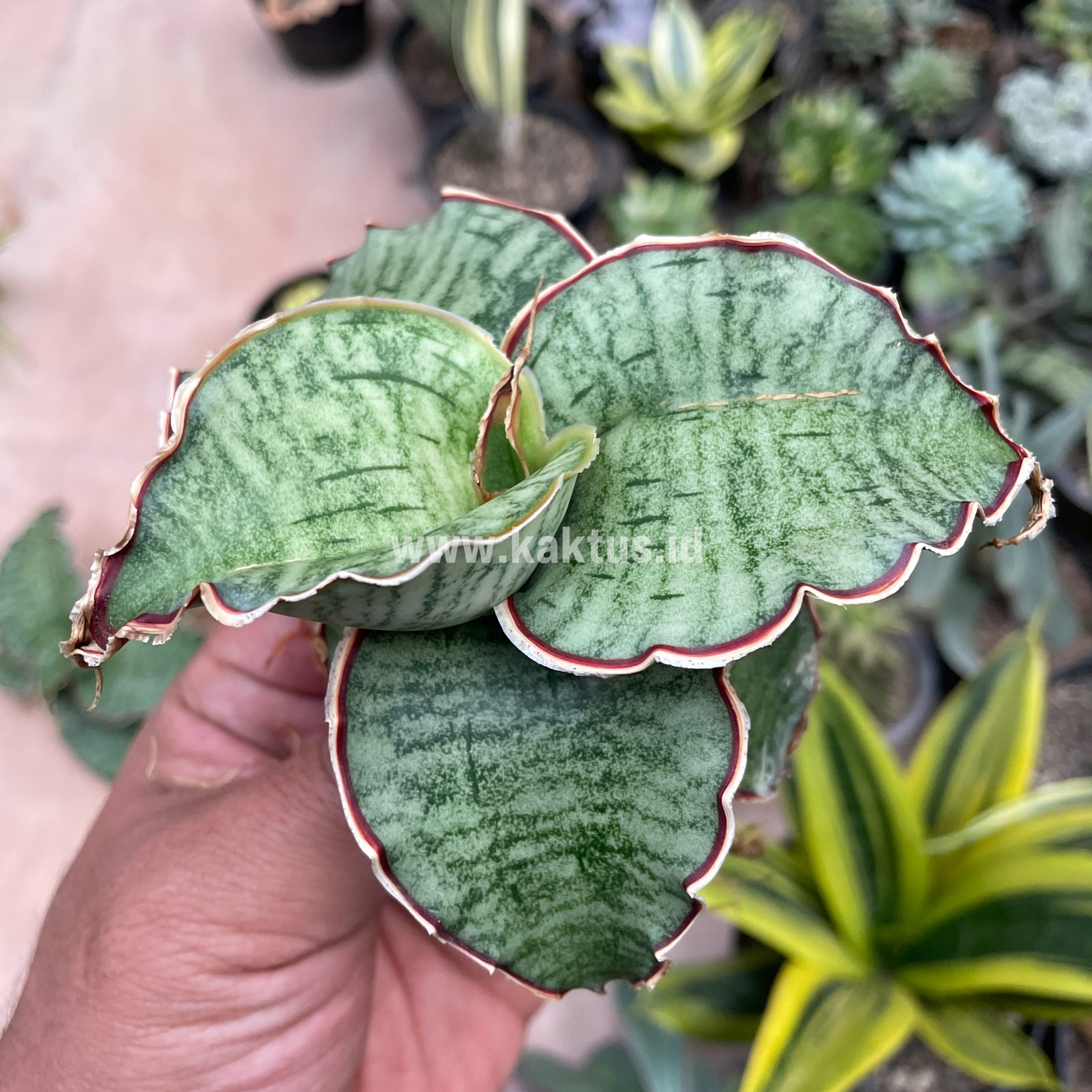 606. Sansevieria Kirkii Silver Blue - Image 5