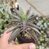 607. Kalanchoe Daigremontiana