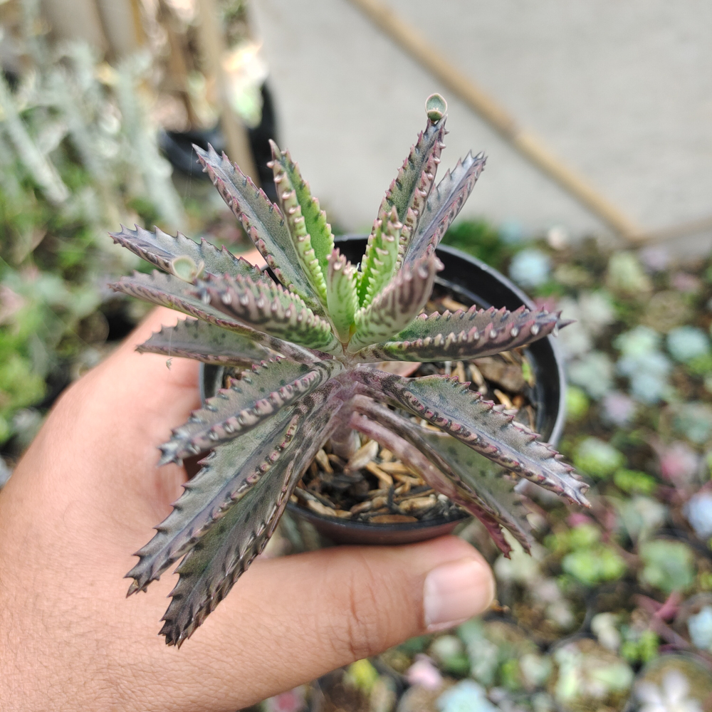 607. Kalanchoe Daigremontiana - Image 8