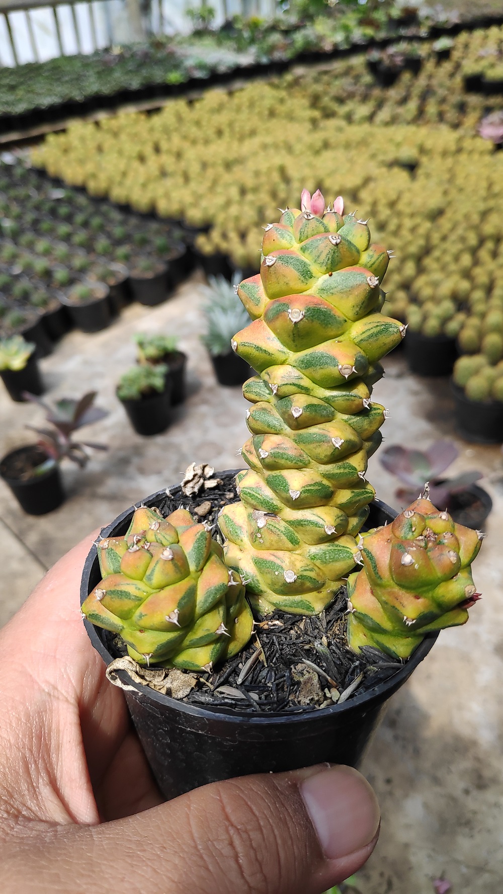 061. Monadenium Ritchiei Variegated - Image 15