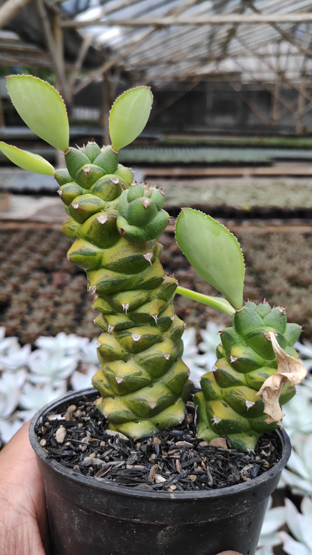 061. Monadenium Ritchiei Variegated - Image 10