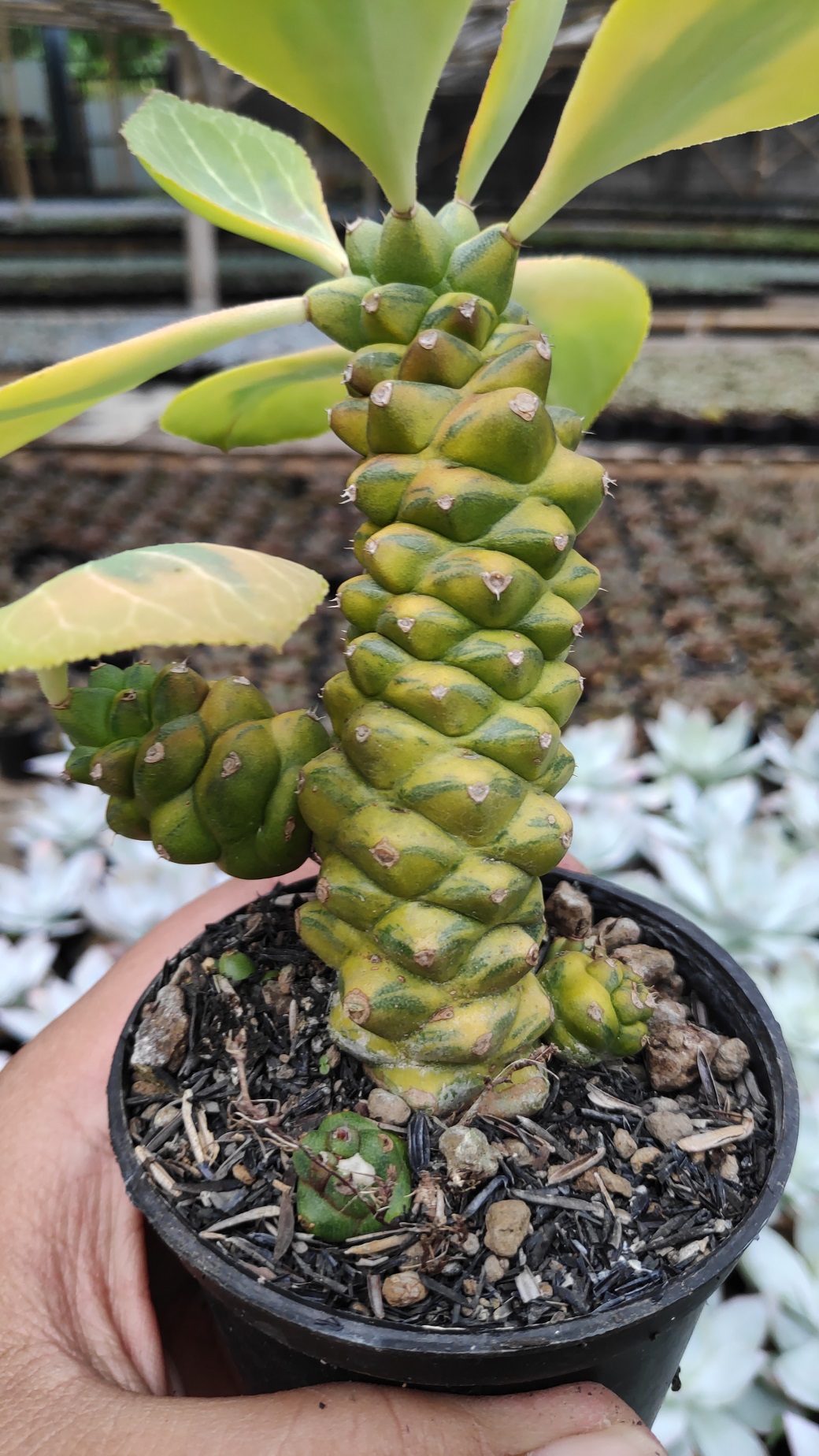 061. Monadenium Ritchiei Variegated - Image 11