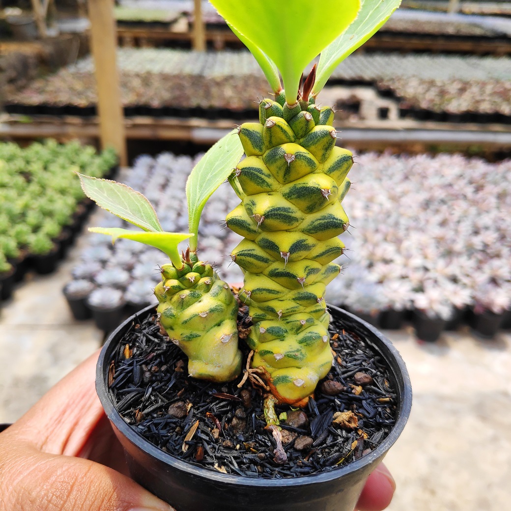 061. Monadenium Ritchiei Variegated - Image 14