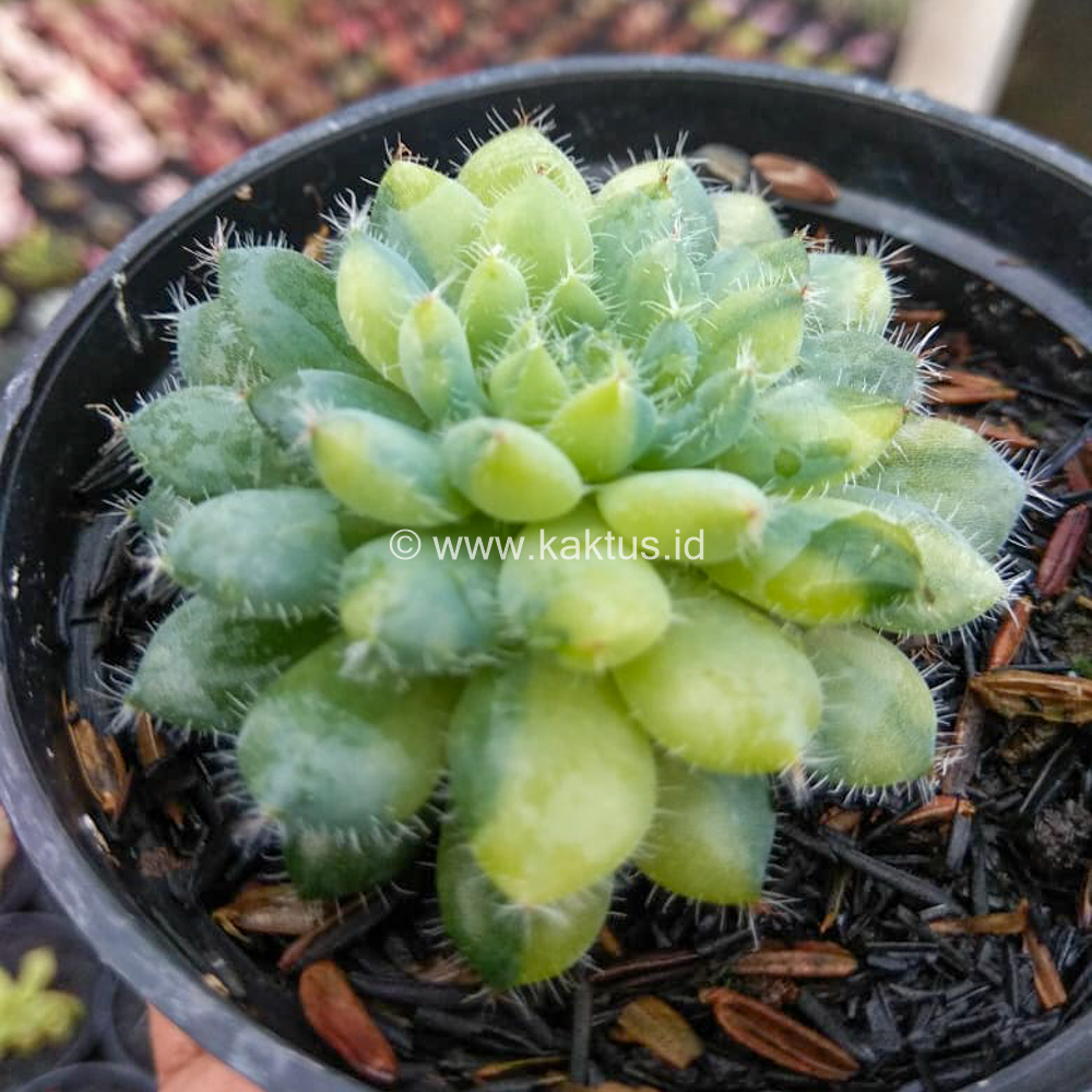 610. Echeveria Setosa Deminuta Aurea Variegated - Image 4