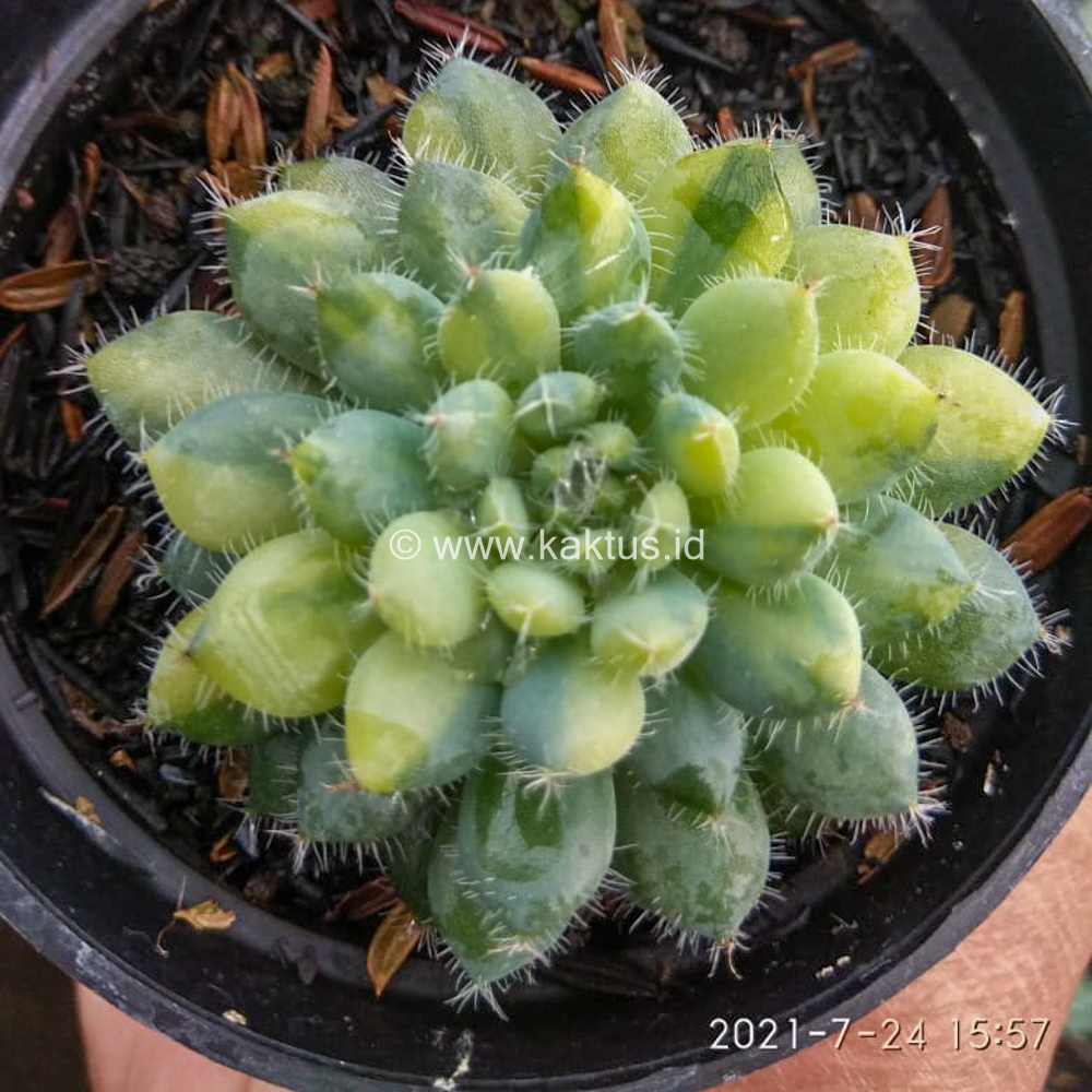 610. Echeveria Setosa Deminuta Aurea Variegated - Image 3