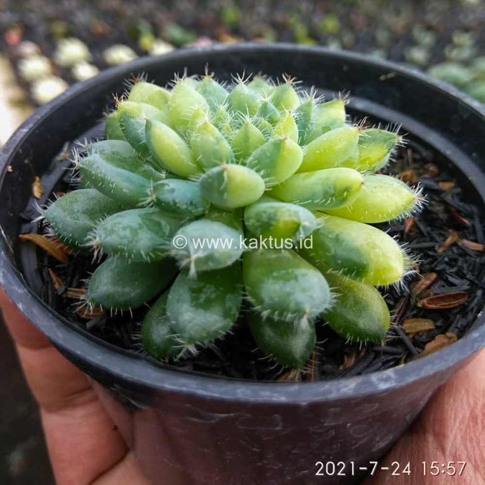 610. Echeveria Setosa Deminuta Aurea Variegated - Image 2