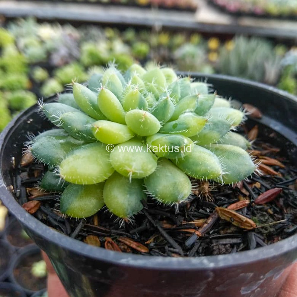 610. Echeveria Setosa Deminuta Aurea Variegated - Image 5