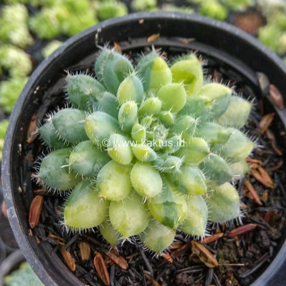 610. Echeveria Setosa Deminuta Aurea Variegated - Image 7
