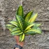 611. Sansevieria Futura America Variegated