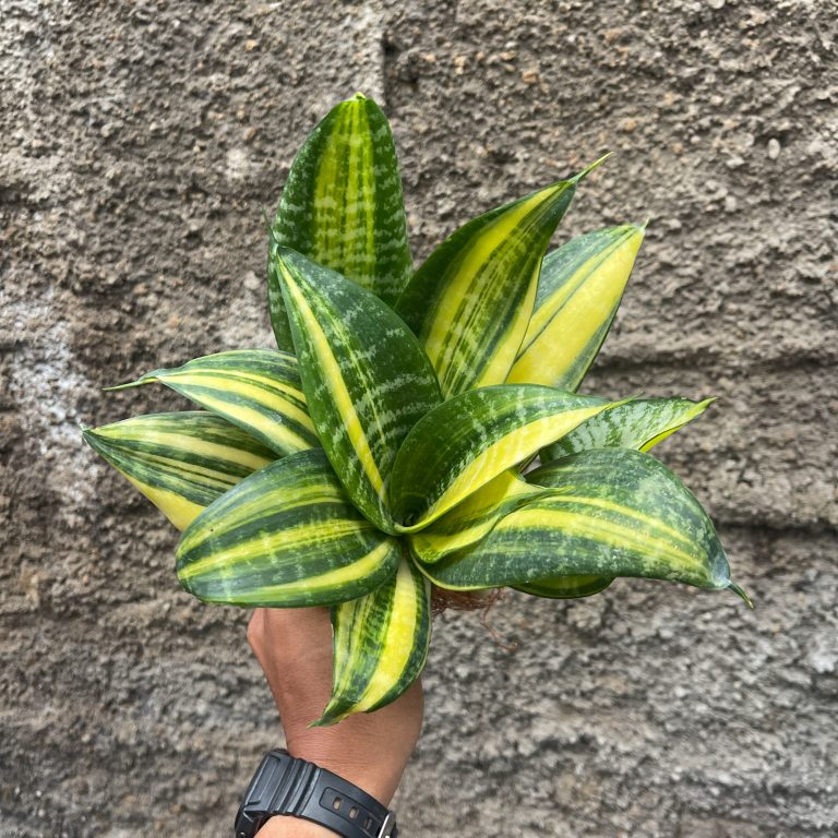 611. Sansevieria Futura America Variegated