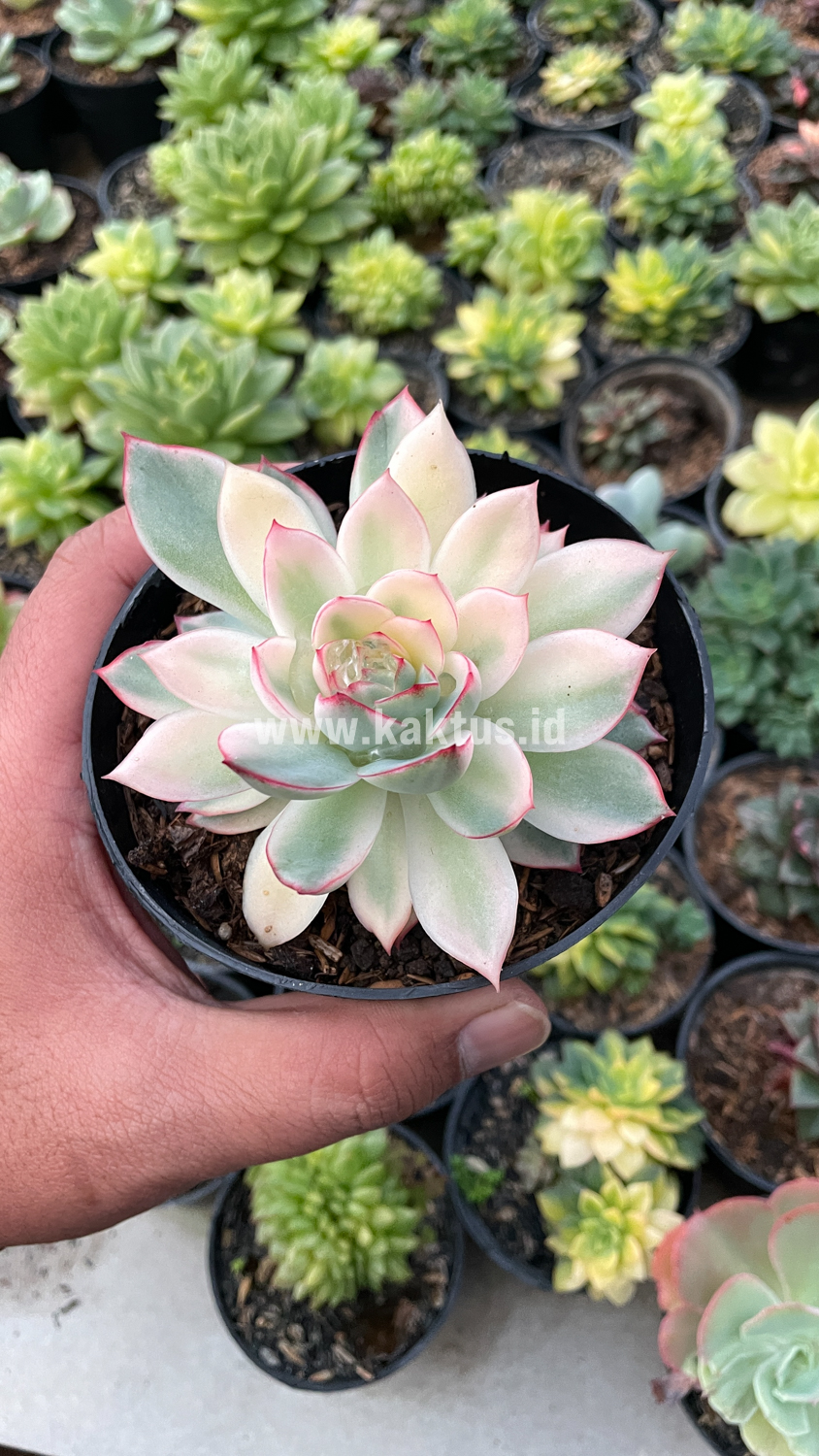 612. Echeveria Pulidonis White Variegated - Image 27