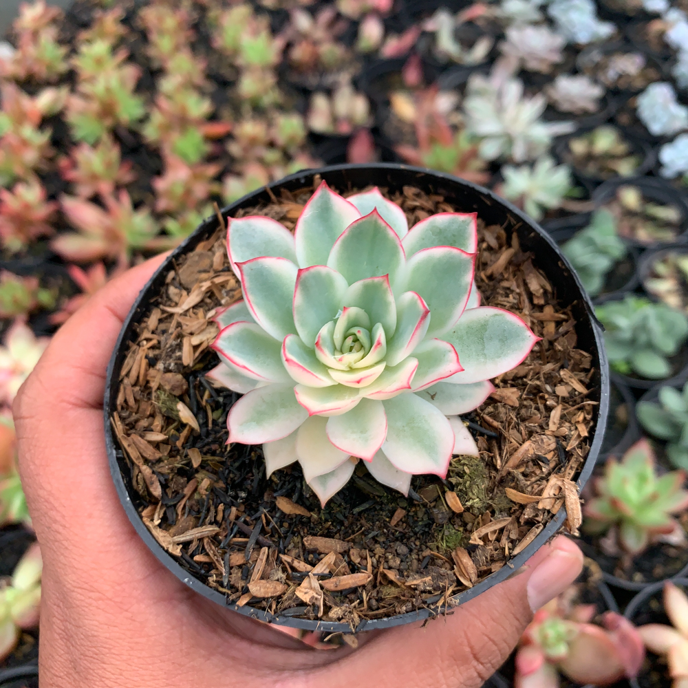 612. Echeveria Pulidonis White Variegated - Image 3