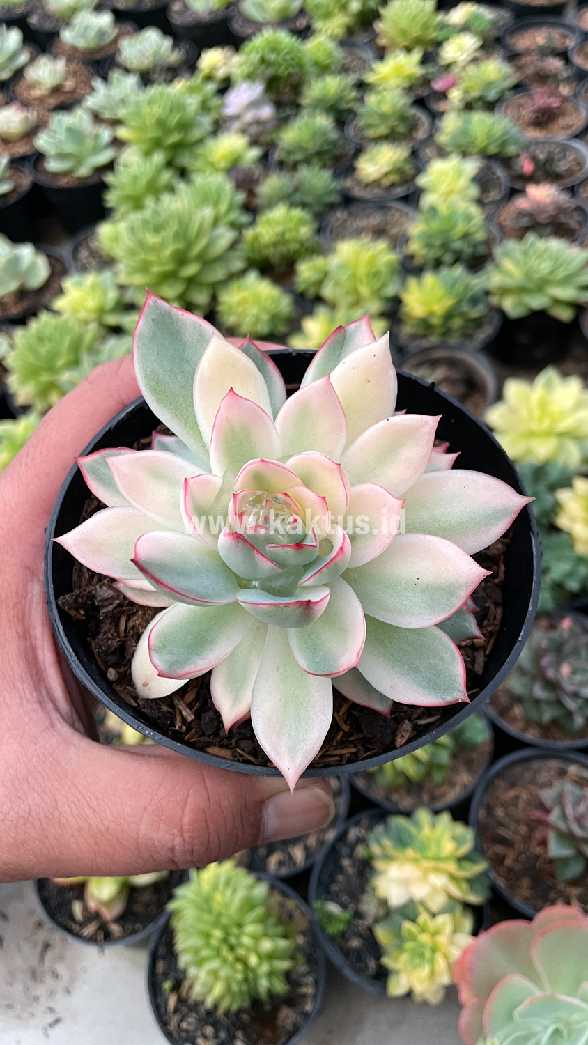 612. Echeveria Pulidonis White Variegated - Image 19