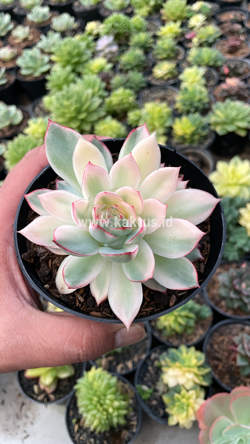 612. Echeveria Pulidonis White Variegated - Image 18