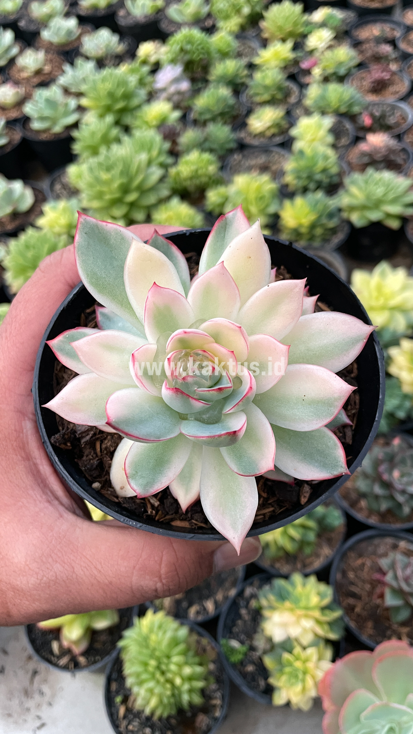 612. Echeveria Pulidonis White Variegated - Image 17
