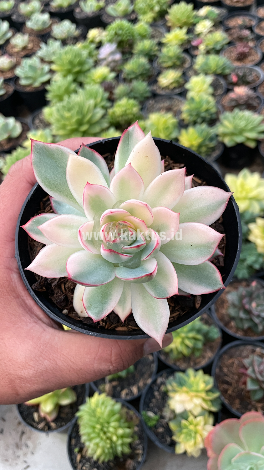 612. Echeveria Pulidonis White Variegated - Image 16