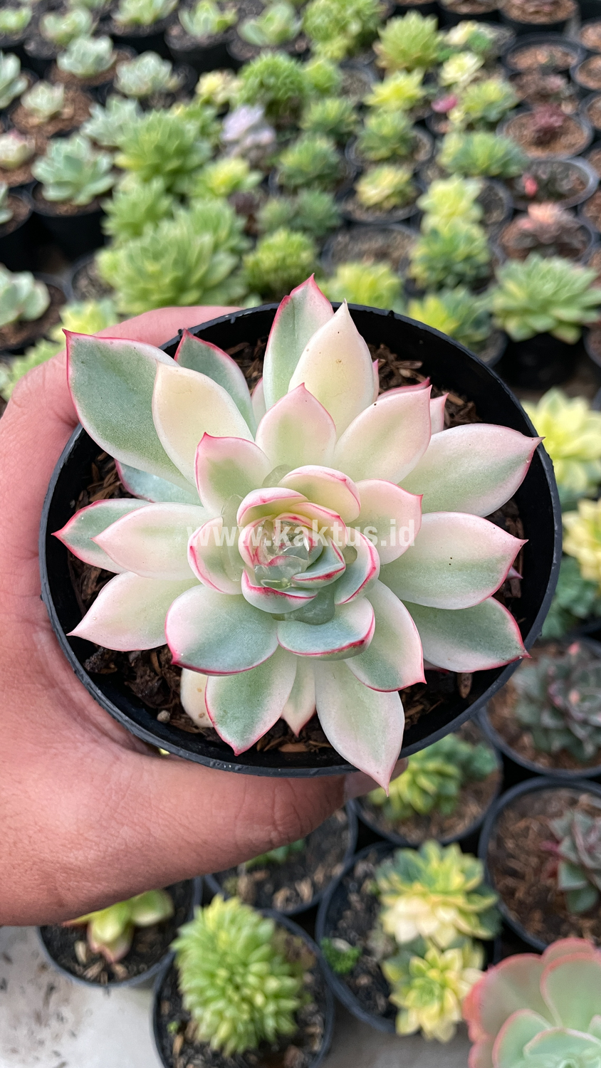 612. Echeveria Pulidonis White Variegated - Image 15