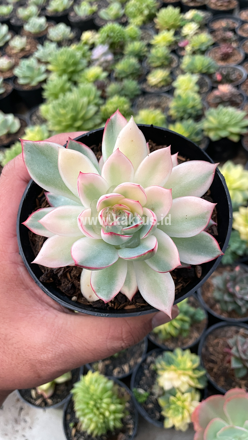 612. Echeveria Pulidonis White Variegated - Image 14