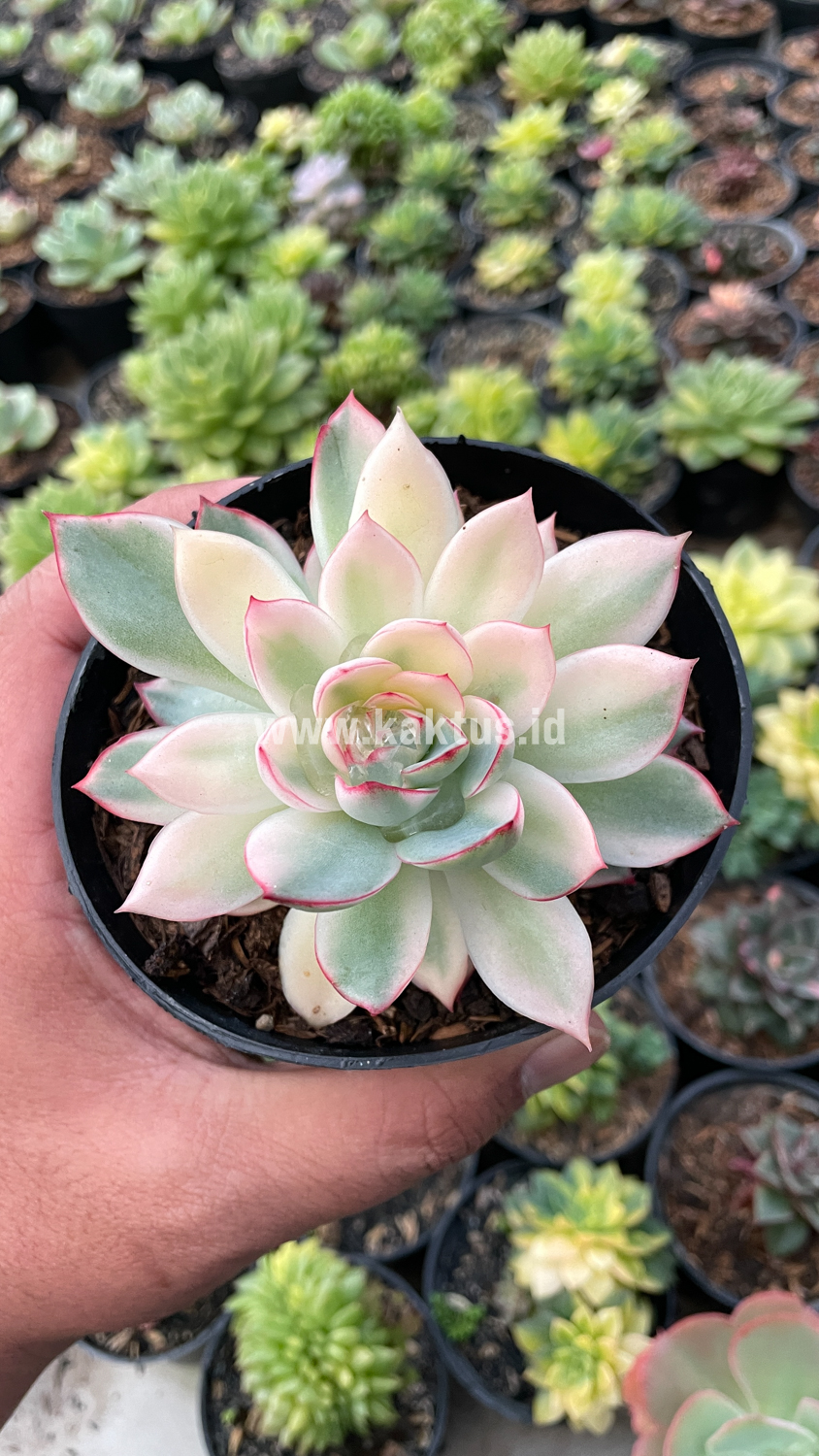 612. Echeveria Pulidonis White Variegated - Image 13