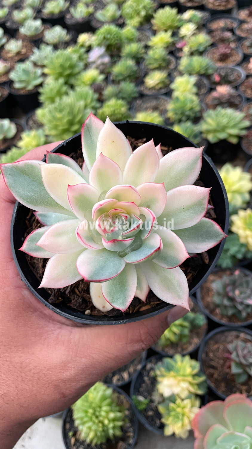 612. Echeveria Pulidonis White Variegated - Image 12